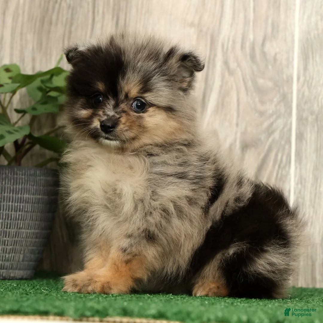 Pomeranian dogs for sale: Lilly - Ad 2