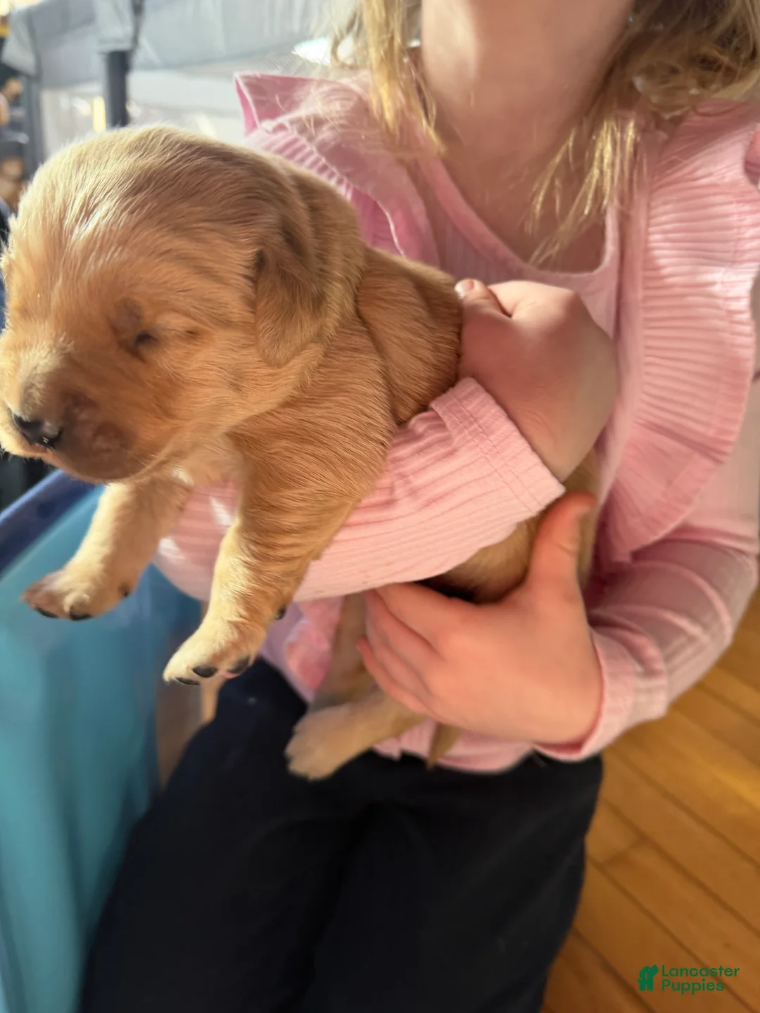 Golden Retriever dogs for sale: Golden Retriever Puppy 2 Pink - Ad 16