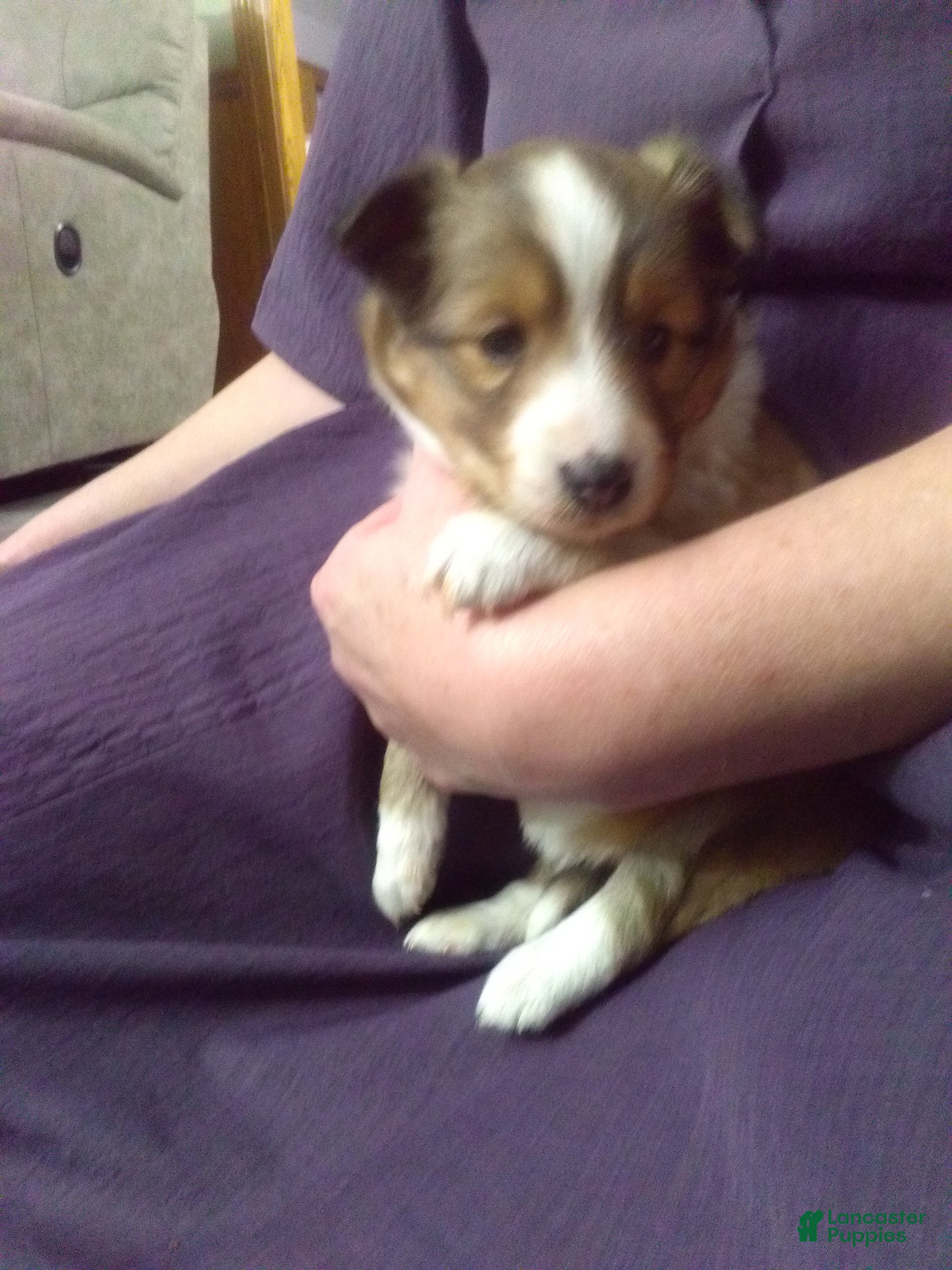 Shetland Sheepdog dogs Shetland Sheepdog Puppy 2 - Ad 14