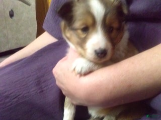 Shetland Sheepdog dogs Shetland Sheepdog Puppy 2 - Ad 22