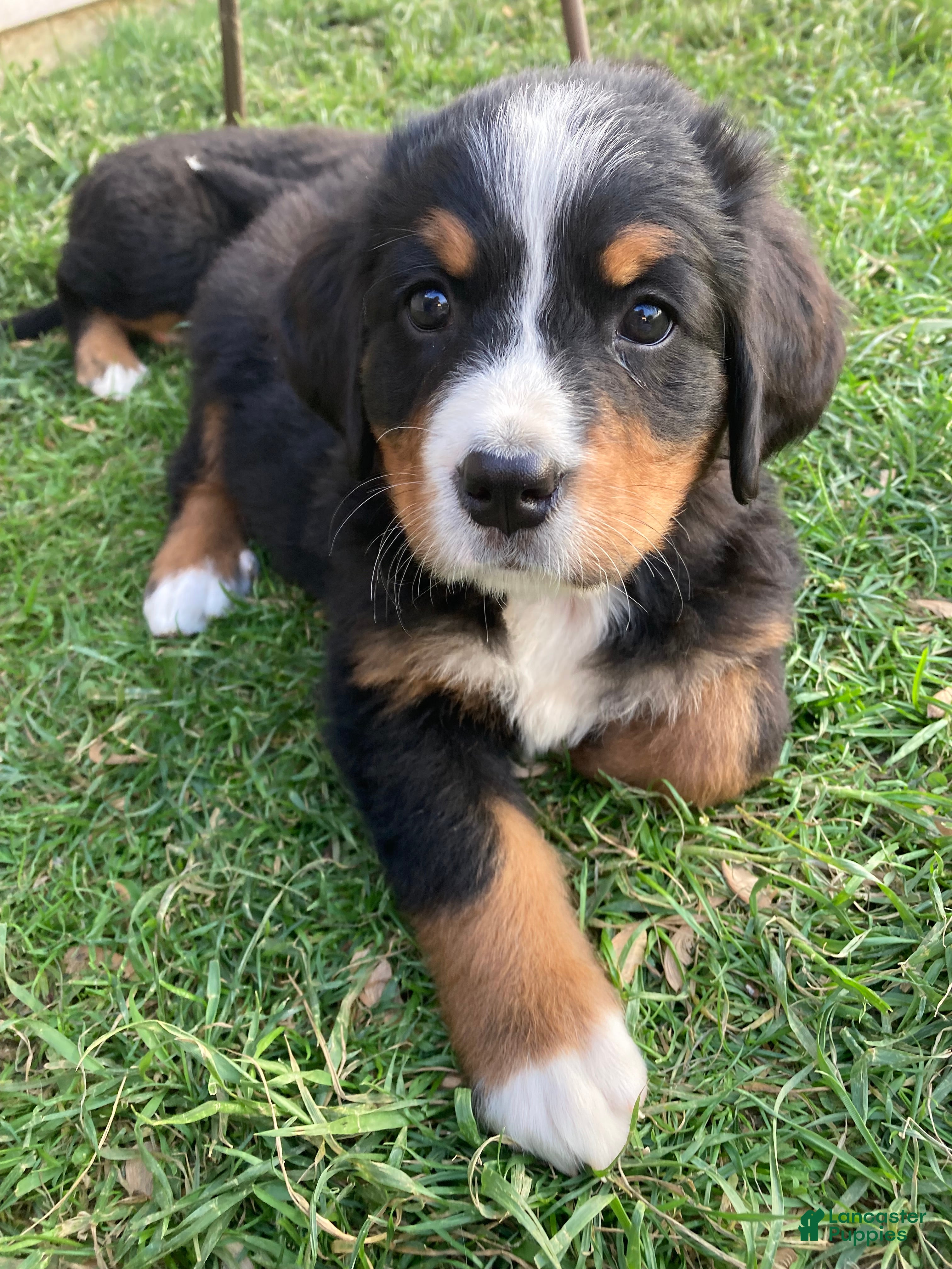 Bernese Mountain Dog dogs Hope - Ad 1