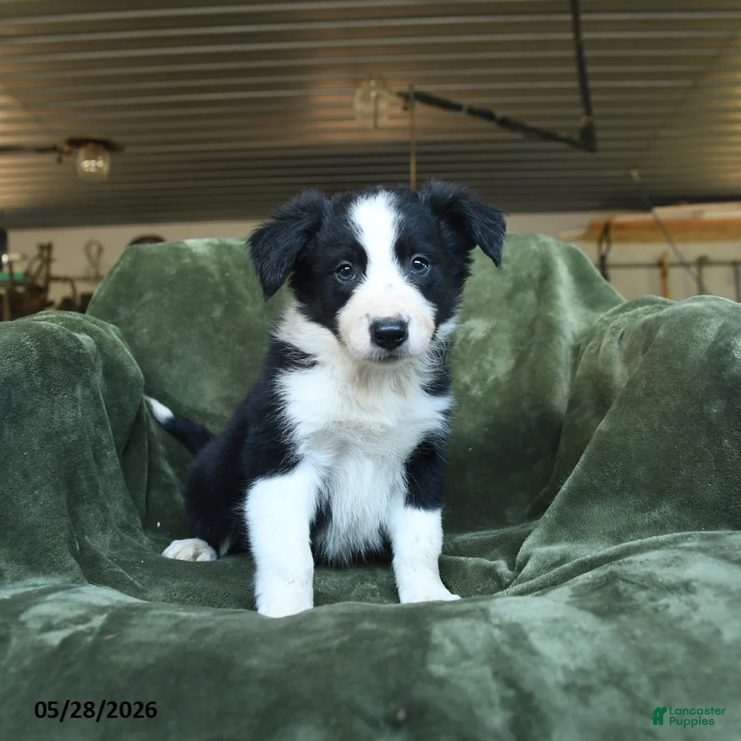 Border Collie dogs for sale: Archibald - Ad 1