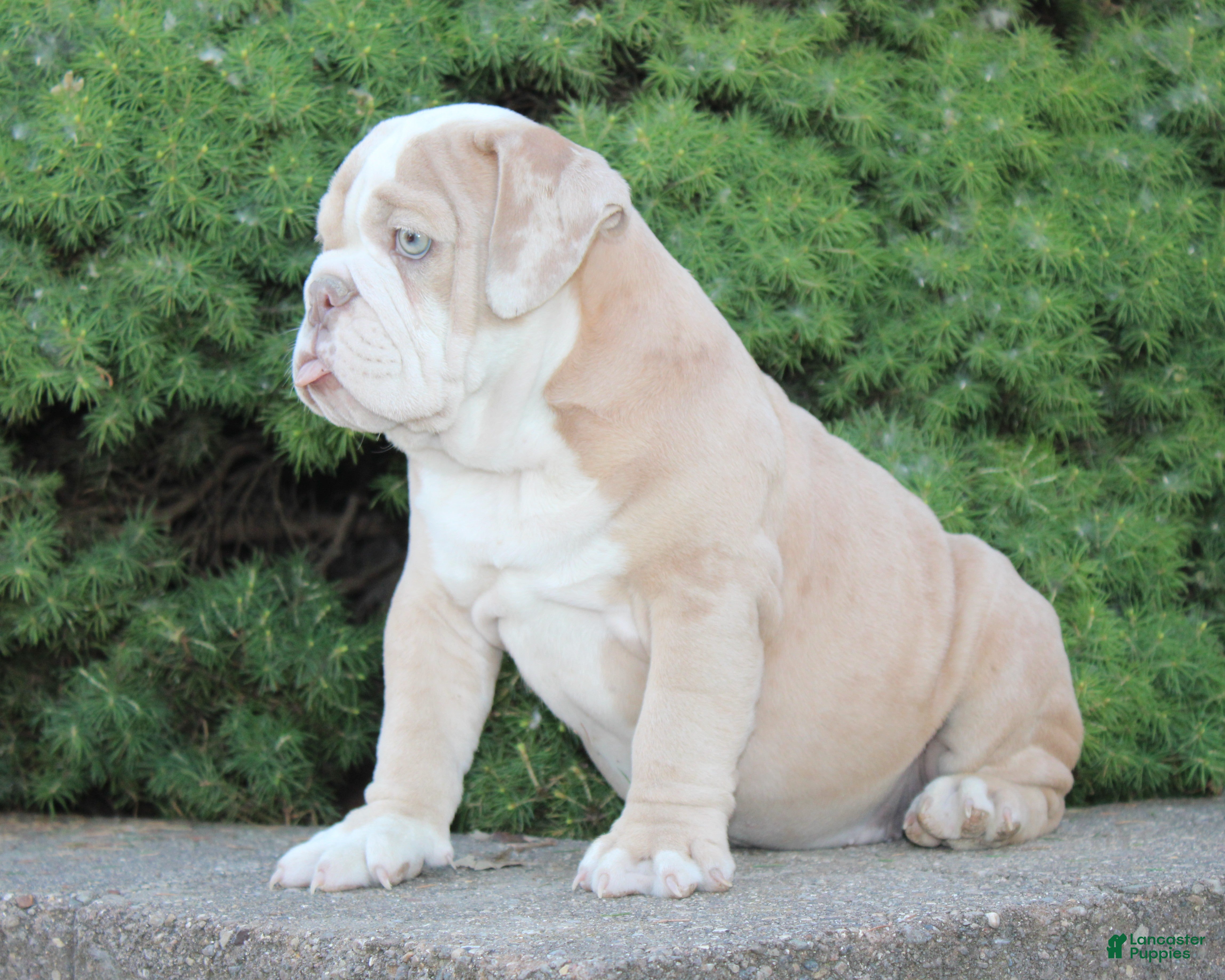 English Bulldog dogs Kory - Ad 2