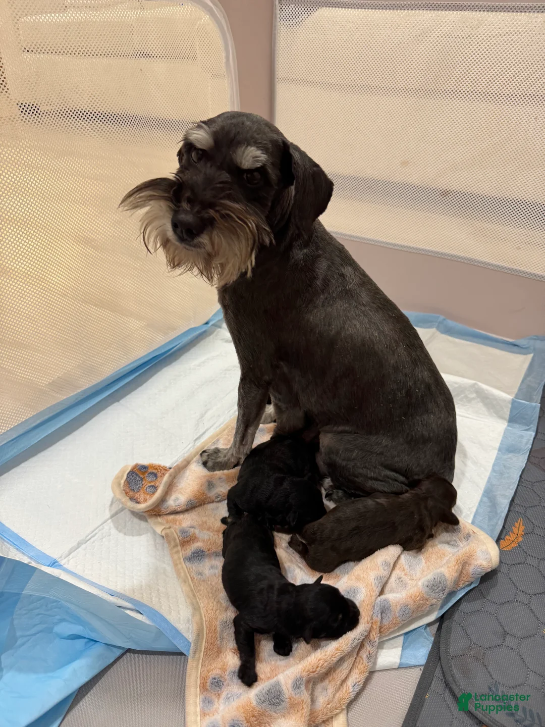 Miniature Schnauzer dogs for sale: Miniature Schnauzer Puppy 1 - Ad 3