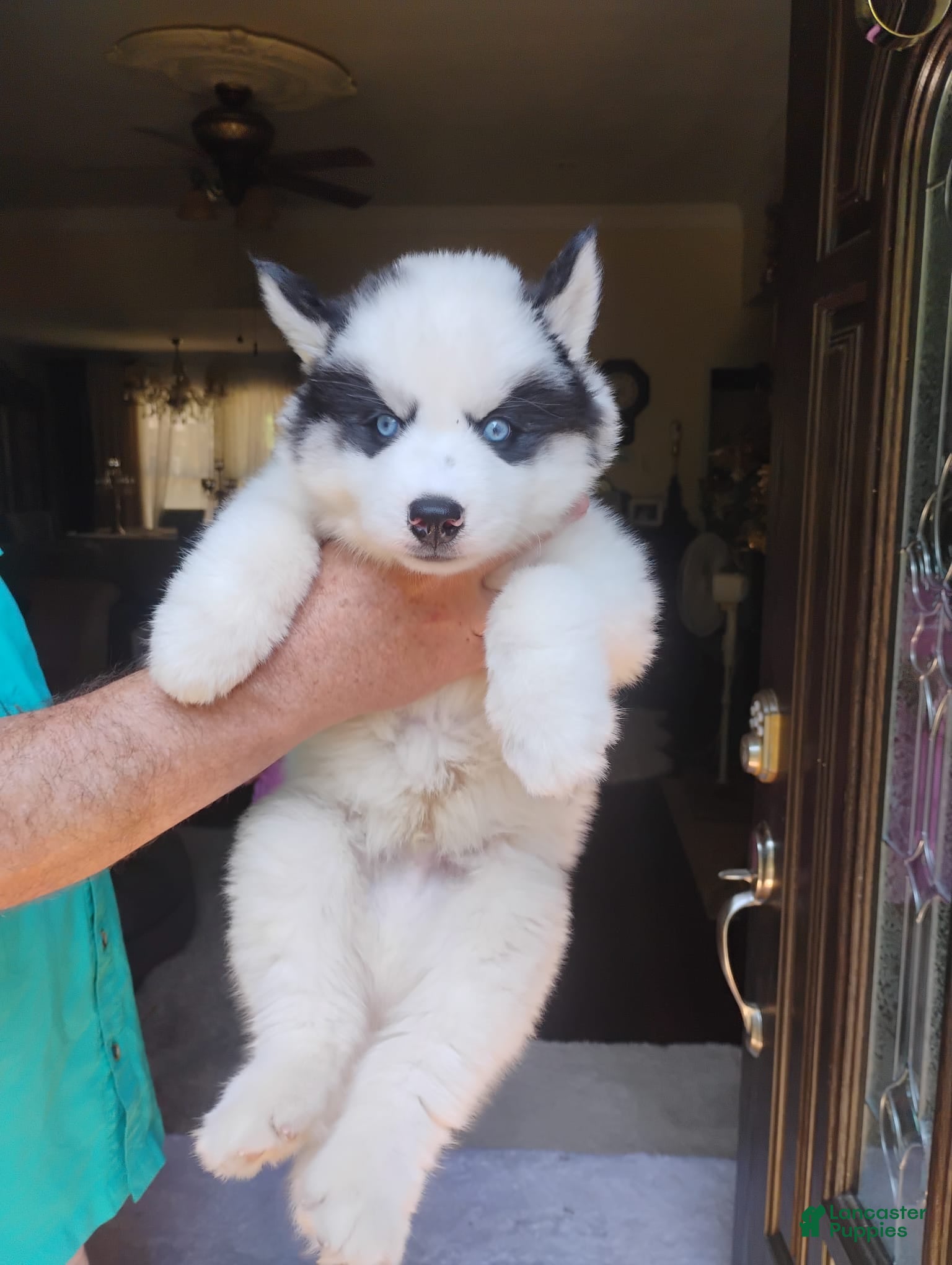 Siberian Husky dogs Siberian Husky Puppy 2 - Ad 2