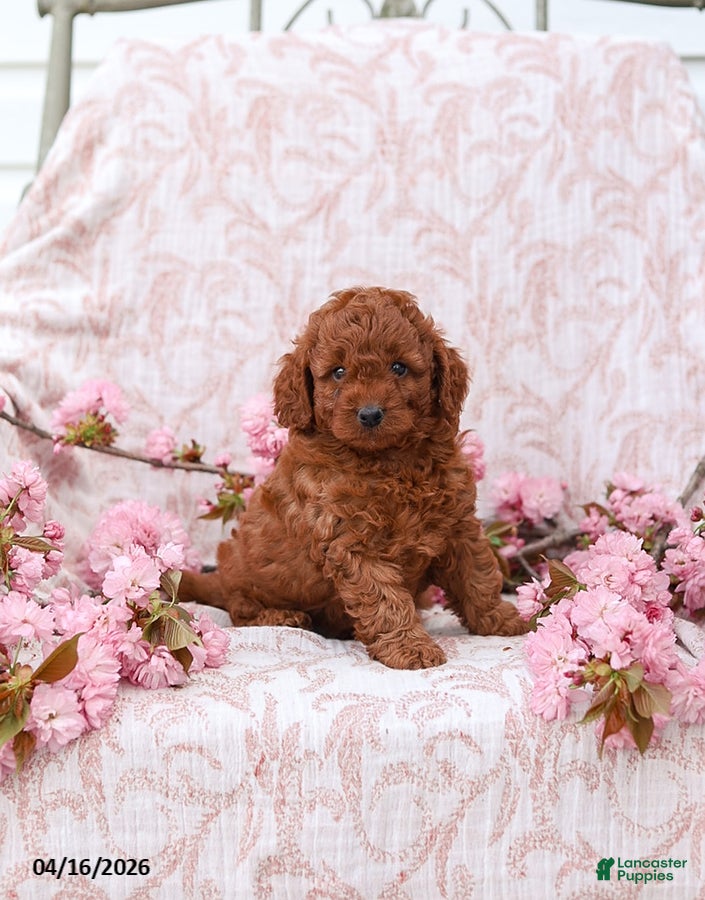 Cockapoo dogs Kyler - Ad 1