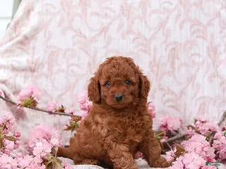 Cockapoo dogs for sale: Kyler - Ad 4