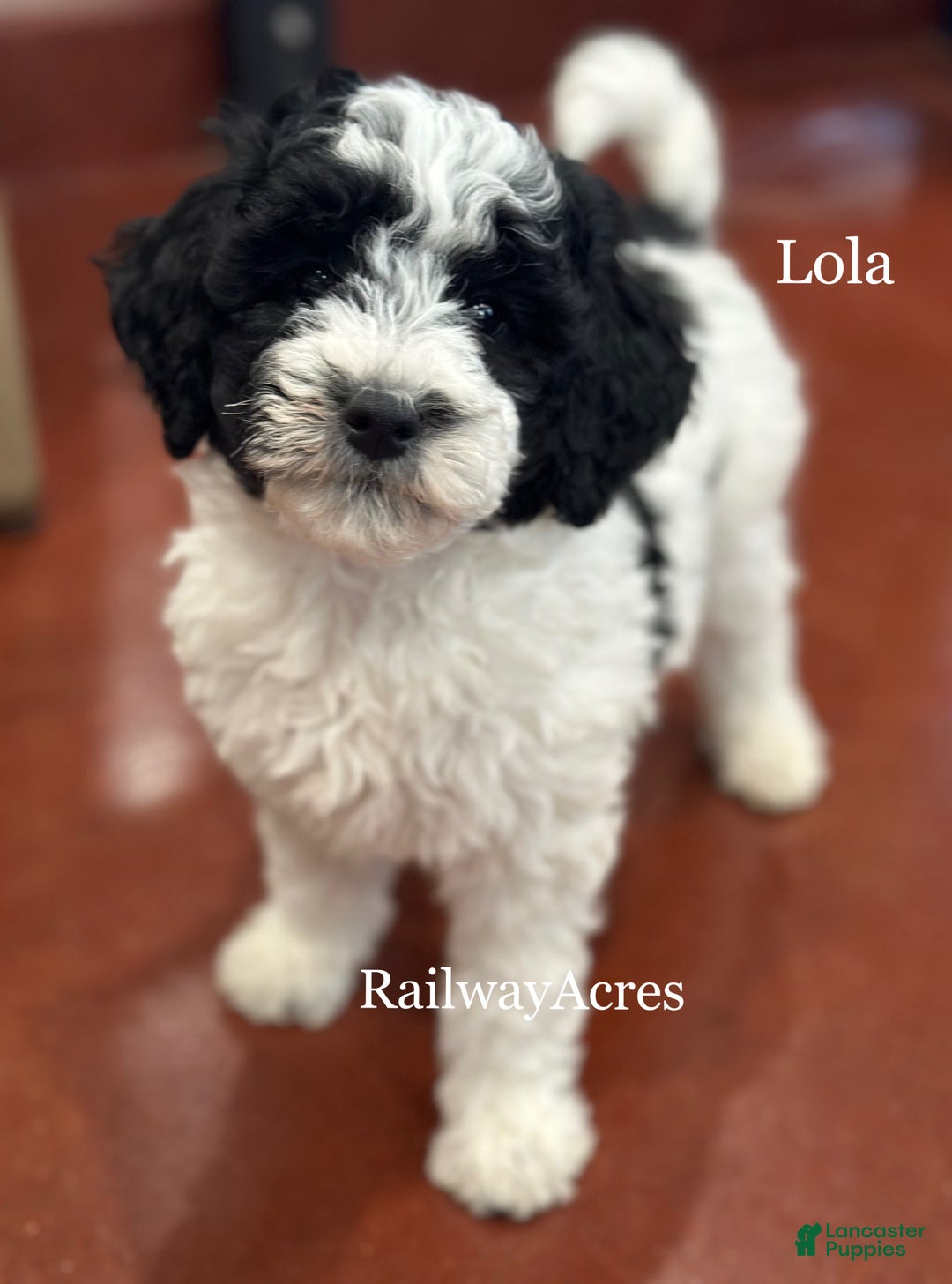 Mixed Breed dogs for sale: Lola - Ad 1