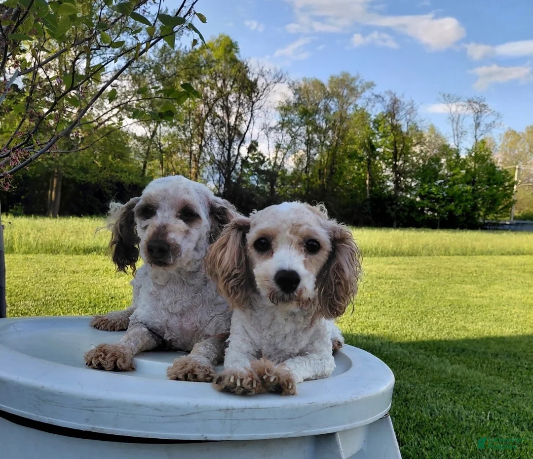 Bichpoo dogs for sale: Derek - Ad 4