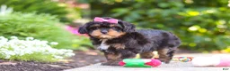 Cavapoo dogs for sale: Millie - Ad 14