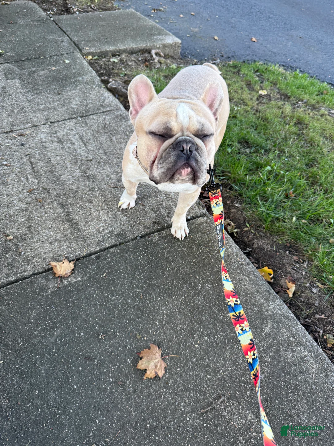 French Bulldog dogs for sale: French Bulldog - Ad 1