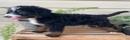 Mini Bernedoodle dogs for sale: Buster- medium - Ad 3