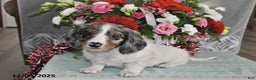 Miniature Dachshund dogs for sale: Frankie - Ad 5