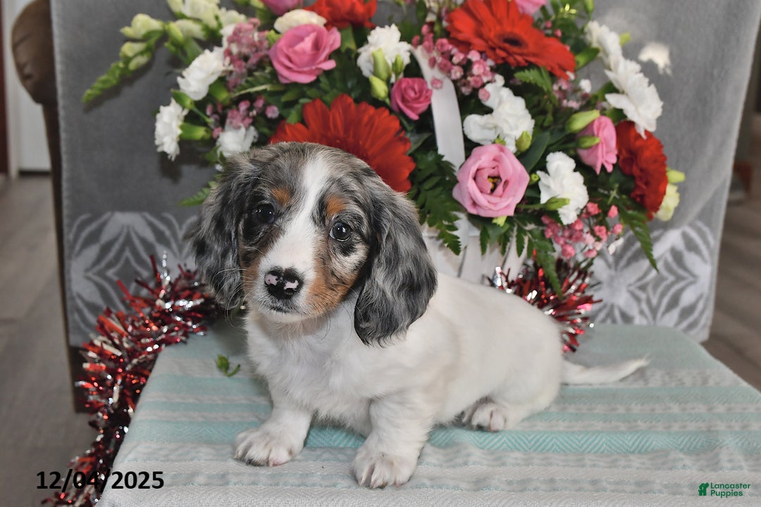 Miniature Dachshund dogs for sale: Frankie - Ad 5