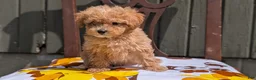 Miniature Poodle dogs for sale: Sparky - Ad 7