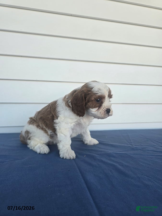 Cavapoo dogs Kia - Ad 2