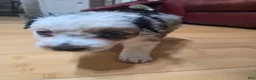 Miniature Australian Shepherd dogs for sale: Miniature Australian Shepherd 3 - Ad 4