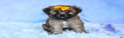 Shorkie dogs for sale: SUE - Ad 7