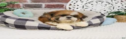 Shih Tzu dogs for sale: Tramp  - Ad 4