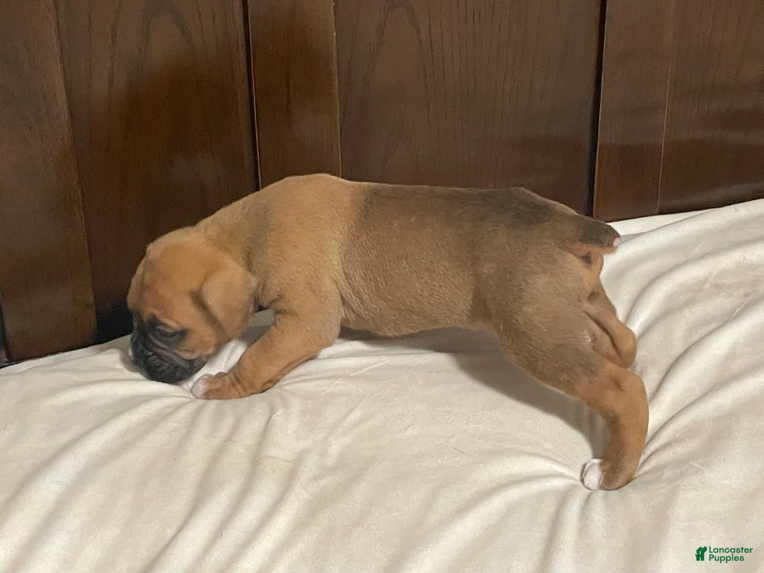Boxer dogs for sale: Big Boy - Ad 2