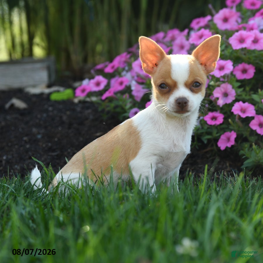 Chihuahua dogs Noelle - Ad 1