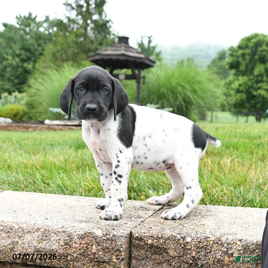 German Shorthaired Pointer dogs for sale: Holly - Ad 1