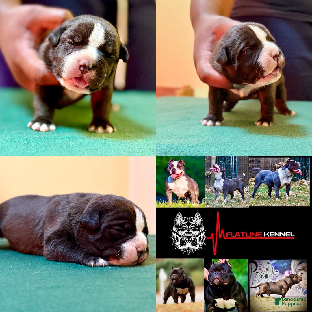 American Bully dogs for sale: American Bully Puppy 1 - Ad 8