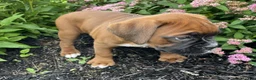 Boxer dogs for sale: Dixie - Ad 3