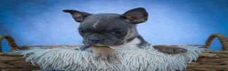 Frenchton dogs for sale: Poppy  - Ad 14