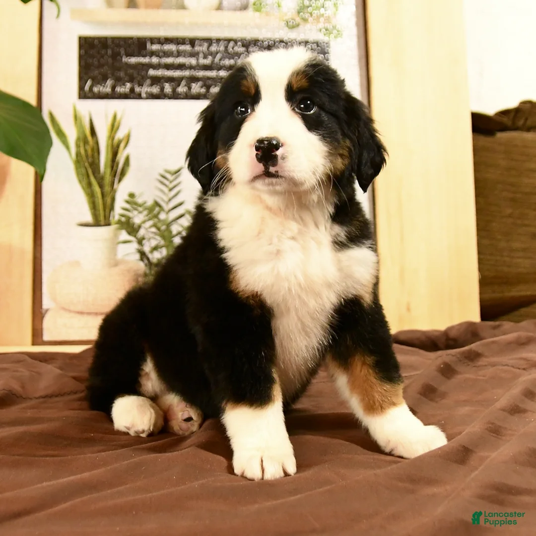 Bernedoodle dogs for sale: Rachel - Ad 2