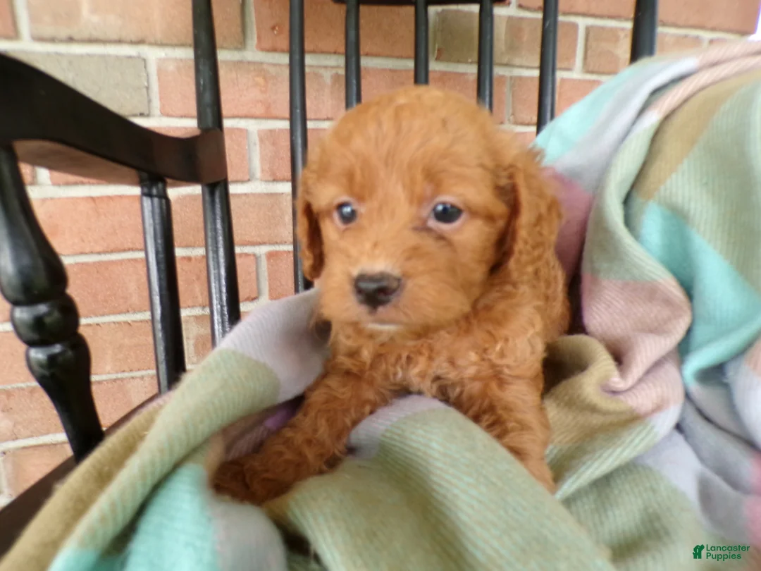Cockapoo dogs for sale: Conner - Ad 2