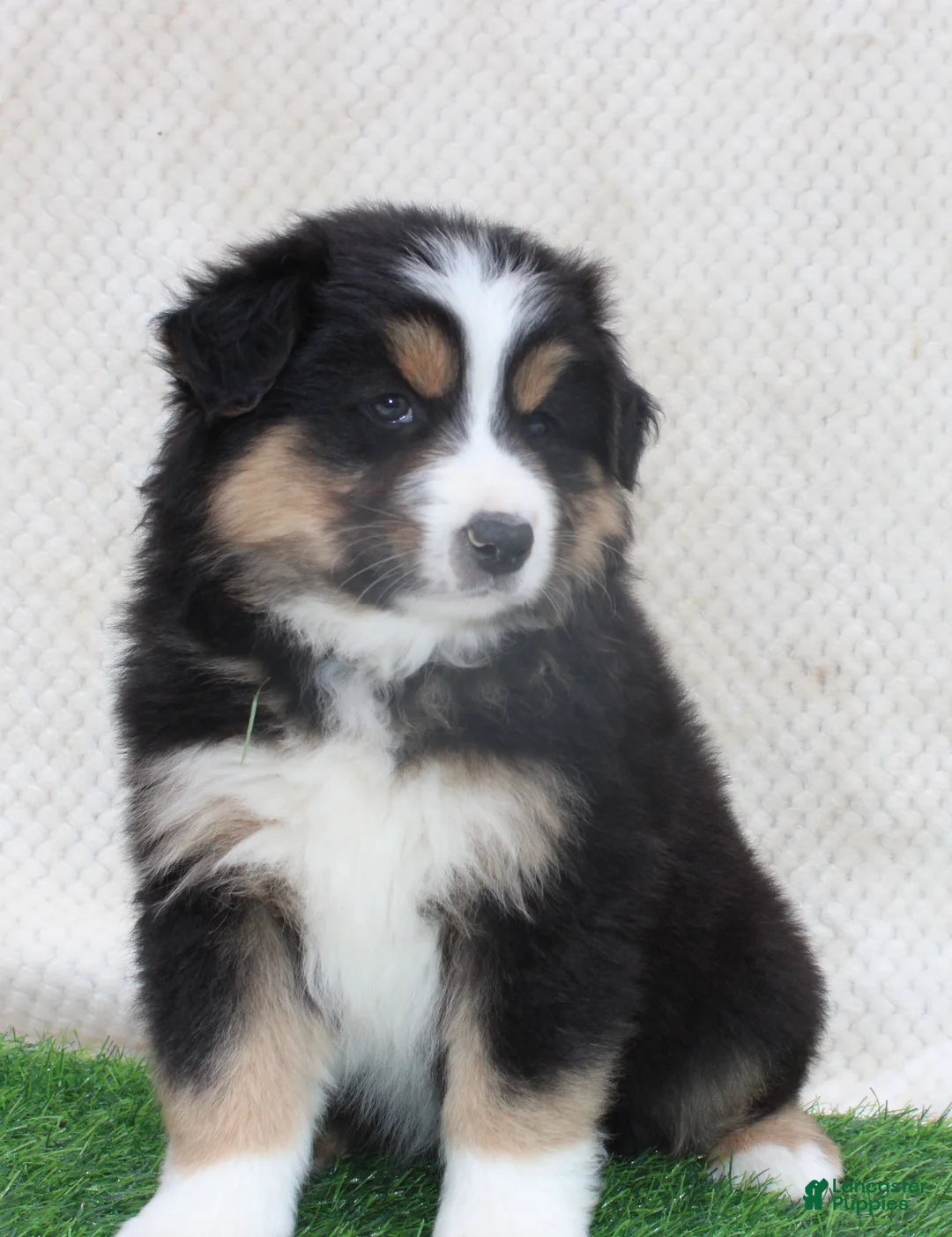 Australian Shepherd dogs for sale: Cooper - Ad 5