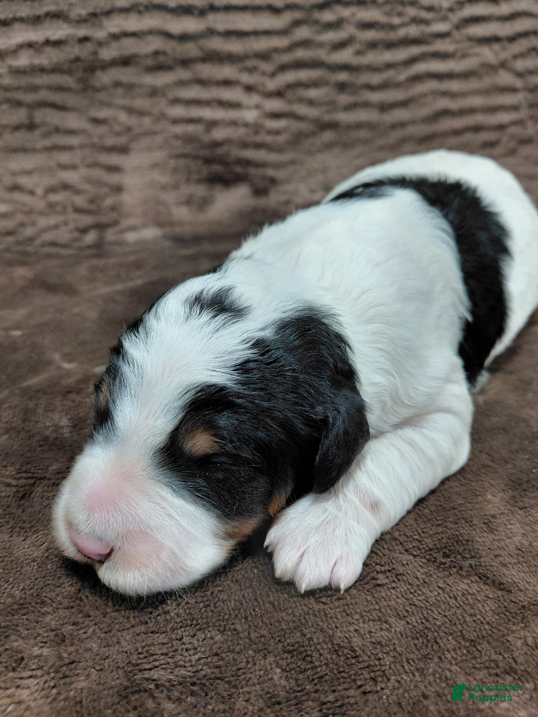 Bernedoodle dogs for sale: Bentley - Ad 1