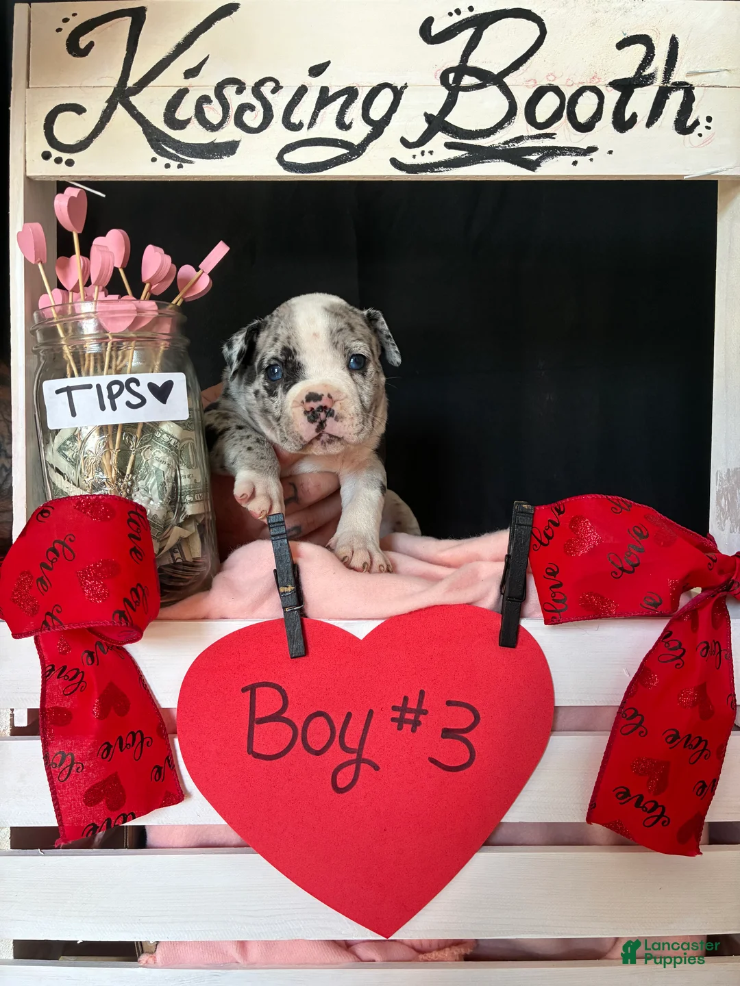 Olde English Bulldogge dogs for sale: Olde English Bulldogge Puppy 3 - Ad 10