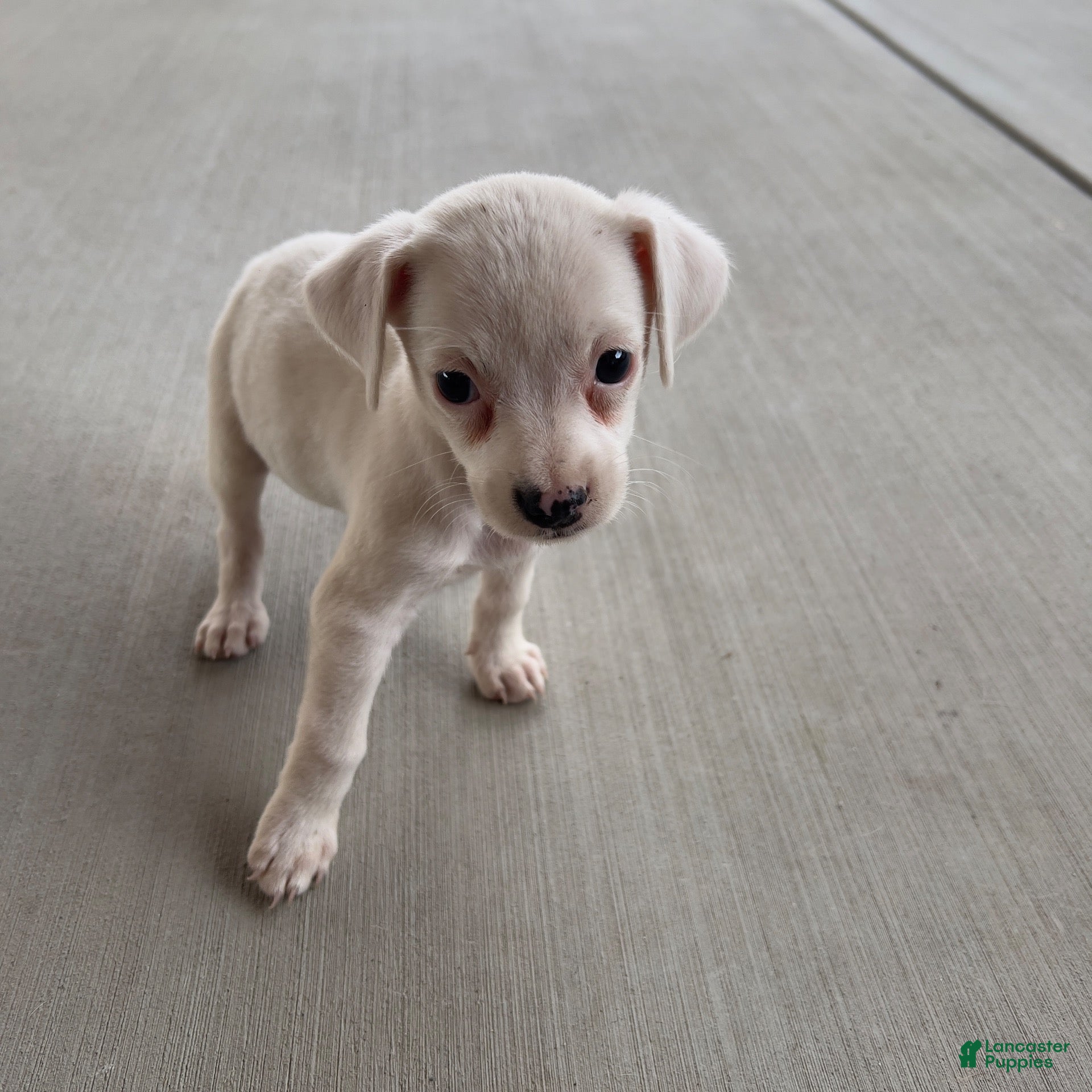 Jack Chi dogs  2 - Ad 7
