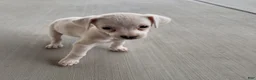 Jack Chi dogs for sale:  2 - Ad 1