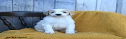 Goldendoodle dogs for sale: Cheddar - Ad 3