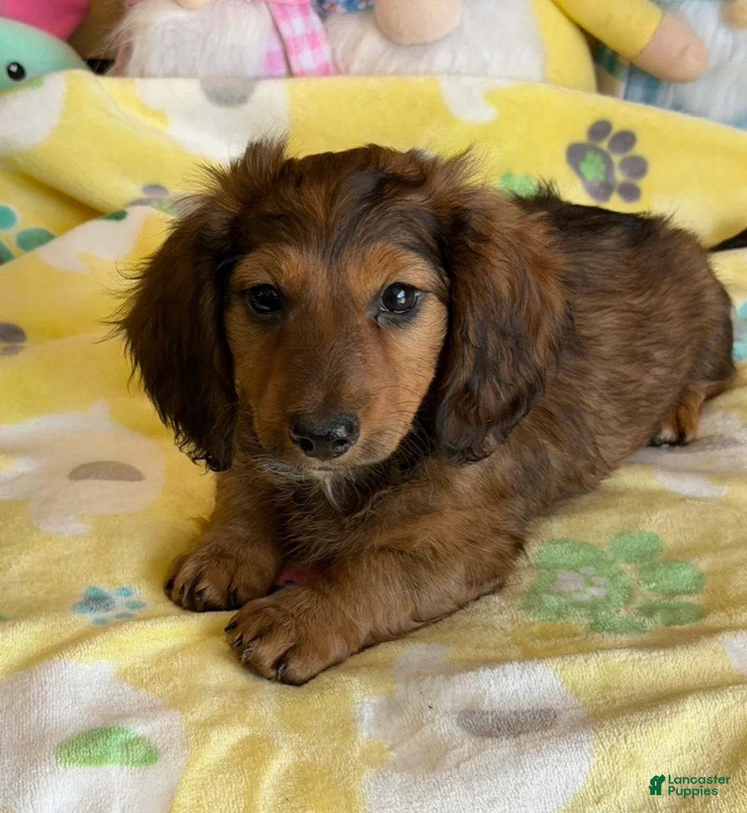 Dachshund dogs for sale: Skipper - Ad 2