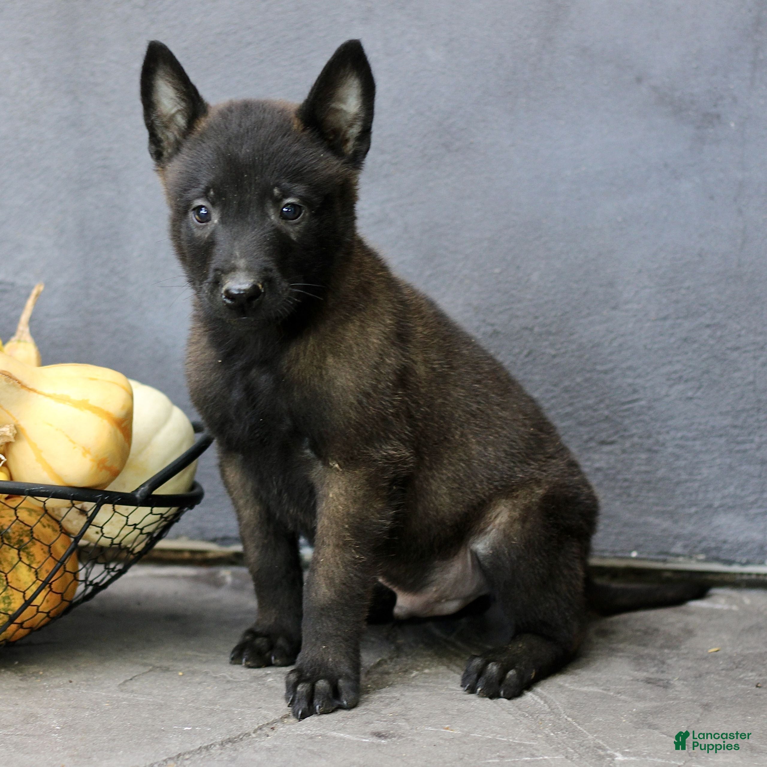 Belgian Malinois dogs Rocky  - Ad 2