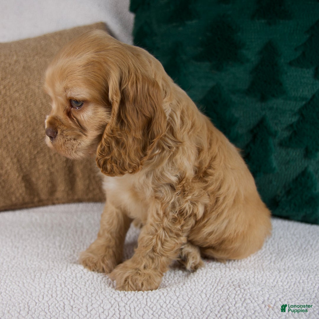 Cocker Spaniel dogs for sale: Roscoe - Ad 7