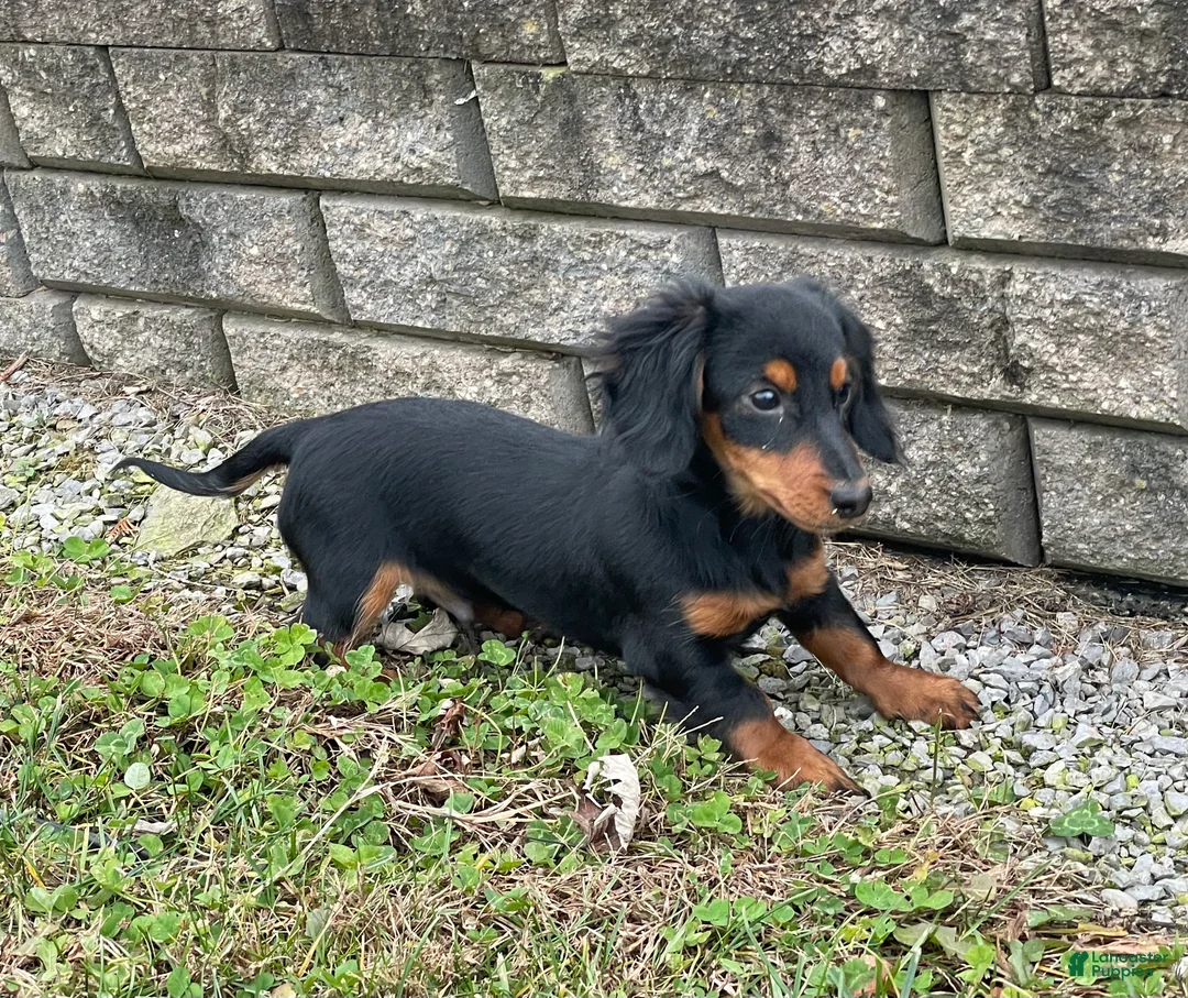 Miniature Dachshund dogs for sale: Miniature Dachshund Puppy 2 - Ad 8
