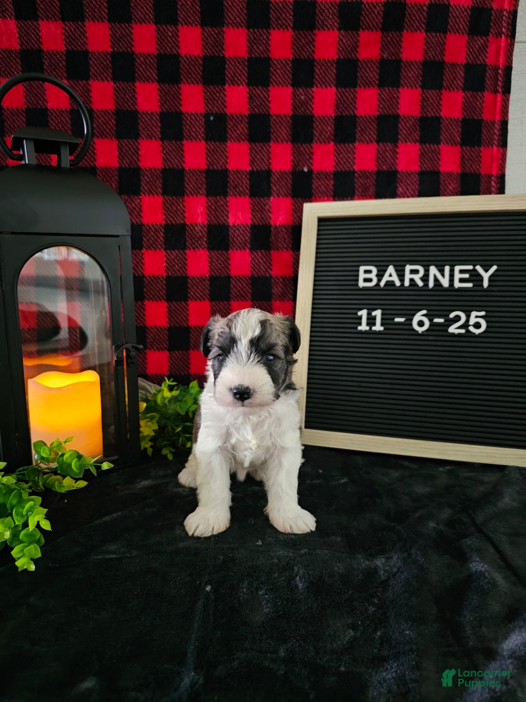 Miniature Schnauzer dogs for sale: Barney - Ad 9