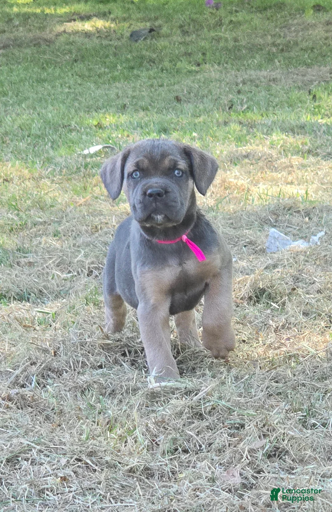 Cane Corso dogs for sale: Cane Corso Puppy 2 - Ad 1