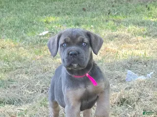 Cane Corso dogs for sale: Cane Corso Puppy 2 - Ad 4