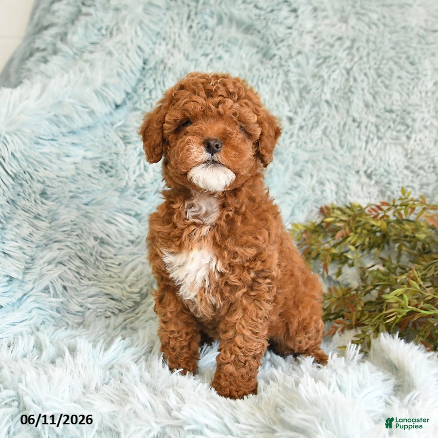 Cockapoo dogs Bess  - Ad 2