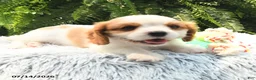 Cavalier King Charles Spaniel dogs for sale: Jaxton - Ad 3