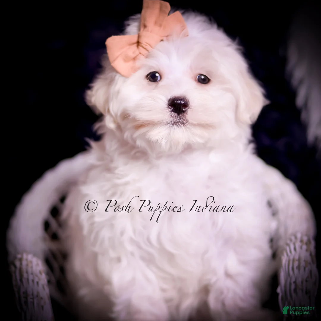 Maltese dogs for sale: Owen - Ad 5
