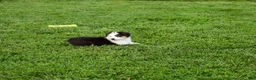 Miniature Australian Shepherd dogs for sale: Larana Miniature Australian Shepherd Puppy  - Ad 3