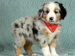Australian Shepherd dogs - Ad 42