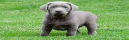 Labrador Retriever dogs for sale: Bobo - Ad 6